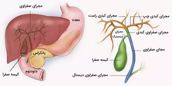 کیسه صفرا چیست و چه وظیفه ای در بدن دارد ؟