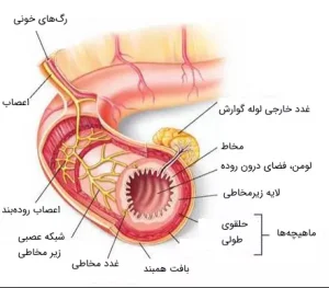 آشنایی با ساختار روده