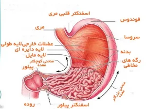 معده و آشنایی با آناتومی آن